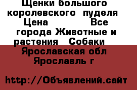 Щенки большого (королевского) пуделя › Цена ­ 25 000 - Все города Животные и растения » Собаки   . Ярославская обл.,Ярославль г.